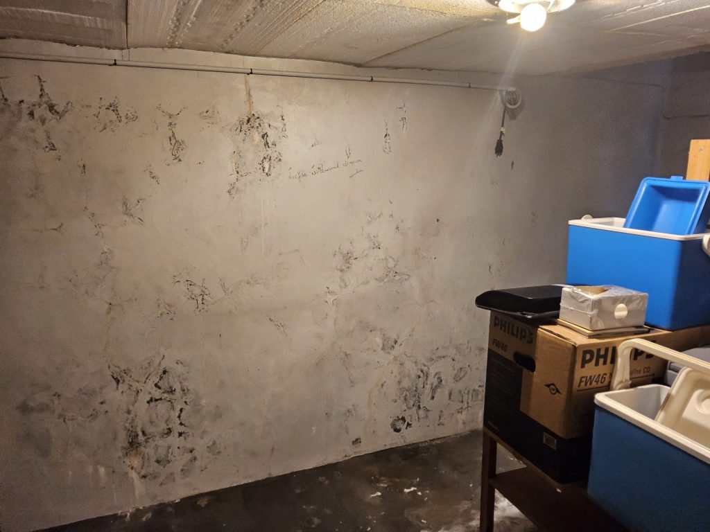 Schimmel op muur in een kelderruimte, verspreid over de hele wand met zichtbare vochtplekken